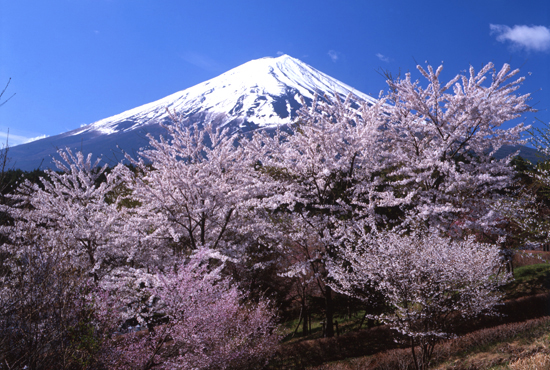 富士河口湖町/創造の森