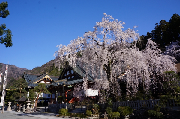 身延山枝垂桜フリー素材.jpg