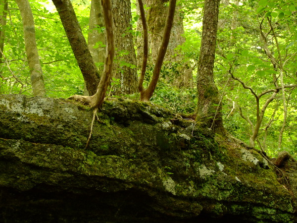 DSCF3775.JPG