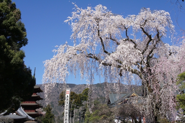 身延山枝垂桜.jpg