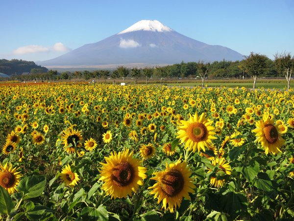 花の都公園ひまわり.jpg